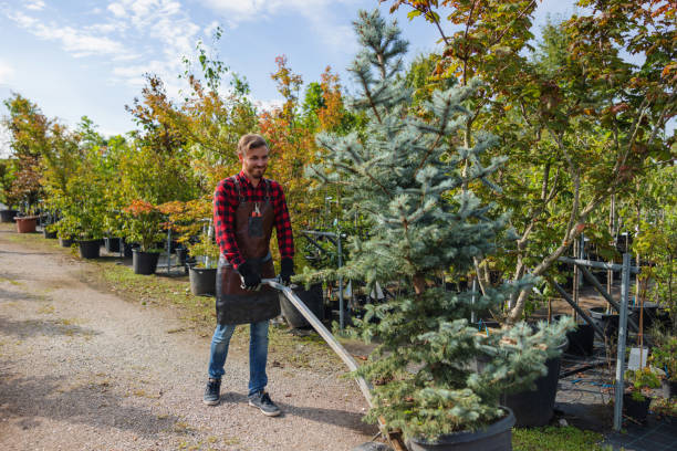 Huber Heights, OH Tree Removal and Landscaping Services Company